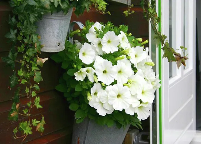 Egmond Near Hébergement de vacances Egmond aan Zee